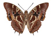 Charaxes eudoxus katerl